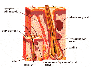 cross section of skin