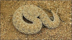 snake5