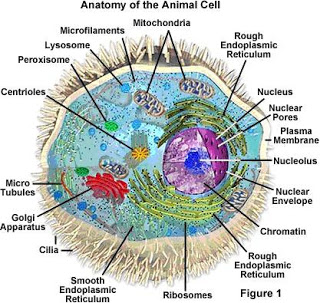 animal cell anotomy