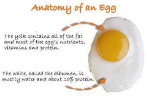 Anatomy-of-an-Egg
