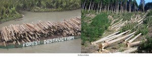 deforestationforestdestruction