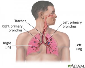 lungs1