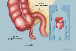 appendix3