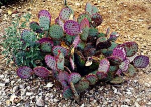 PricklyPear011512A