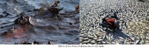 effectsofseawaterpollutionduetooilspills