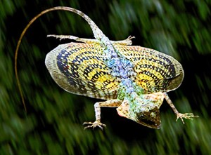 Flying lizard 