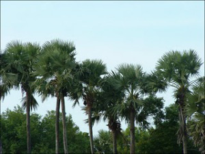 palm